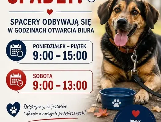 Spacery z psami ze schroniska w Jasionce wracają po upałach