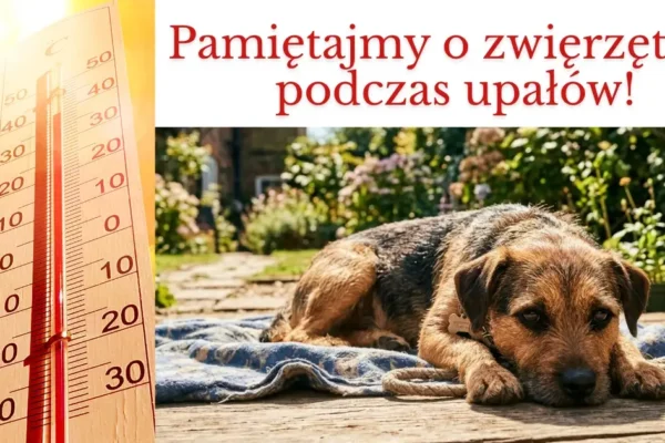 Upały wracają – jak chronić zwierzęta przed wysokimi temperaturami?