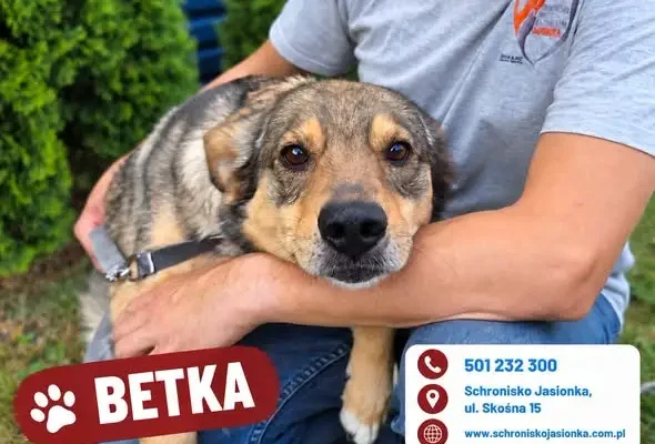 Adoptuj psa ze schroniska w Jasionce – miłość czeka na Ciebie