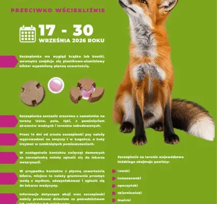 Szczepienie lisów przeciw wściekliźnie w powiecie zgierskim – akcja od 17 do 30 września