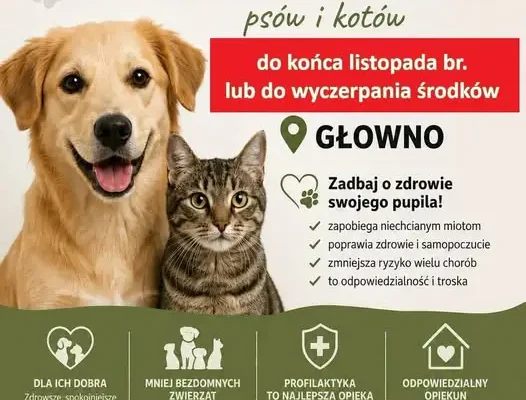 Głowno przedłuża akcję sterylizacji i kastracji zwierząt do końca listopada