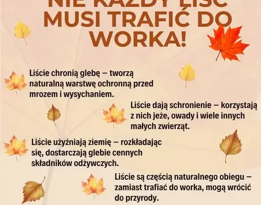 Jesienne liście – dlaczego nie warto ich wszystkich grabić?