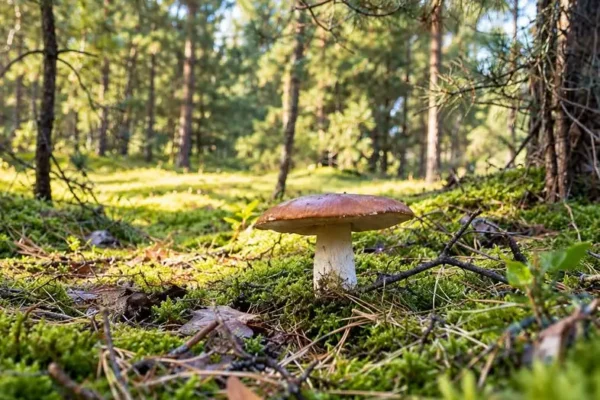 Weekend w lesie? Gmina Stryków zaprasza na grzybobranie